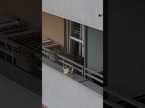 Pets VS Ultrasonic 25kHz microphone jammer