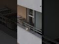 Pets VS Ultrasonic 25kHz microphone jammer