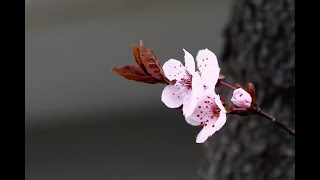 spring in 2025 Port Washington NY