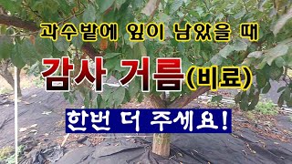 [텃밭농부 2,099]  과일나무의 잎이 마르기 전에 감사거름 한번 더 주세요!