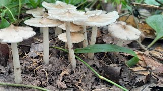 เห็ดโคนธรรมชาติ! ล่าเห็ดปลวกอีสานช่วงฝนแรก (Foraging Termite Mushrooms – Rare Forest Mushrooms)