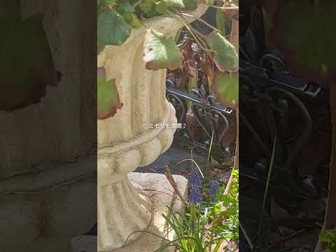 コールドフレームの作り方は？春に向けて準備万端！  庭園