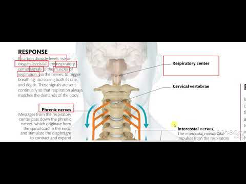 Thoracic cage