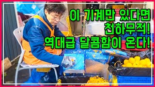 "이 맛 때문에 매년 감 깎아요! ???? 쫀득함을 보장하는 준비 과정 공개!"