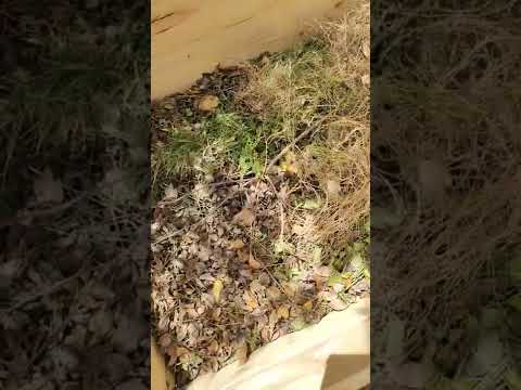 なぜレイズドベッドガーデニングを実践するのか、そしてスタンディングベッドの作り方は何ですか?  庭園