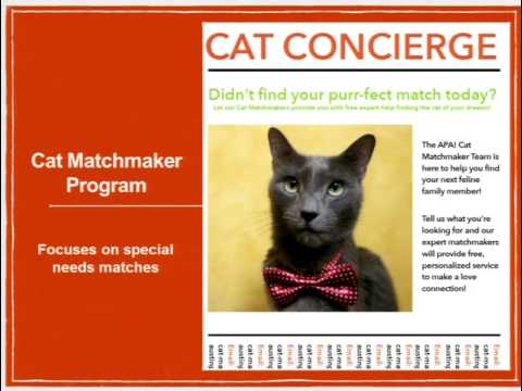 No Cat Left Behind:  How to Get Special Needs Cats Adopted - conference recording