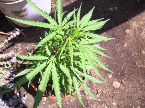 Tres cuartos de hora Club del ragga