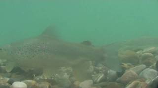 preview picture of video 'Neretva Sofmouth trout'