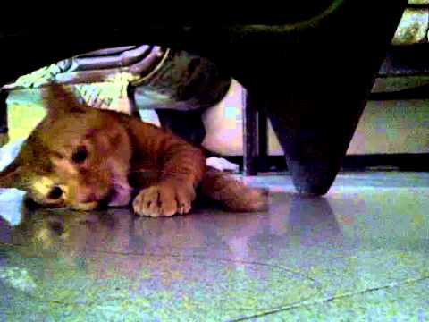 moshi try to chasing the lights.. he's totally cute.. couldnt stop laughing it..