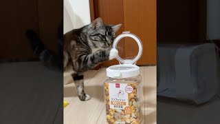 ＃Shorts 初めての物には容赦ない猫 足長マンチカン まる Munchkin cat