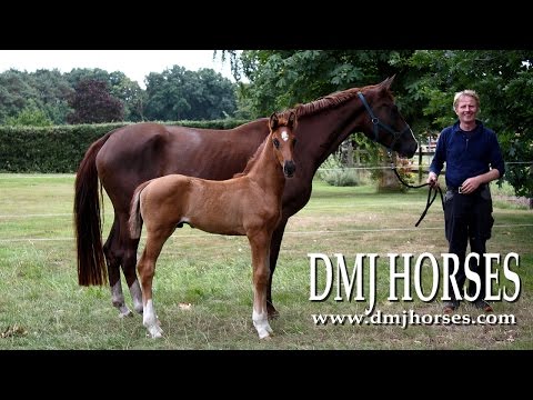 DMJ HORSES presents ★ DMJ LUCKY CHARM by Livaldon x Dannebrog