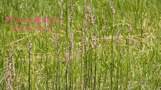野山の歳時記　猛暑の中でも力強く咲く夏の野草たち　2025年7月4日