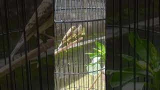 Download lagu Sapih anakan Blacken Paud 1 bulan mp3