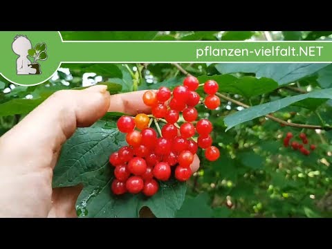 Gew. Schneeball - Reife Früchte - 03.09.18 (Viburnum opulus) - Baum (Früchte) Bestimmung