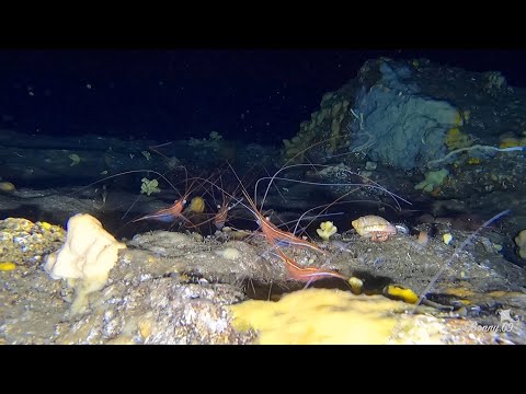 Ustica - Grotta dei Gamberi - Luglio 2022