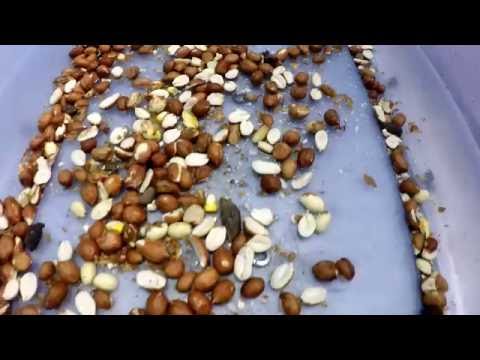 BELTUZA Sorting Peanuts Removing FM (Rocks, Metal, Glass) 