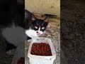 Tuxedo Cat Is Eating Food Shorts
