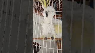 Download lagu Kakatua Gacor mp3