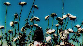 The Creatures - Morriña (LYRICS ON SCREEN) 📺