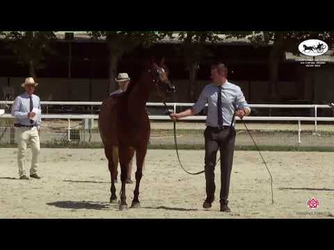 N 40 MIRWANAH KALLISTE   Championnat de France du Cheval Arabe   Vichy 2022   Mares 7+ Years Old Cla