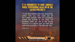 It Is Prohibited To Hunt Animals While Performing Hajj Or In The Sacred Precincts