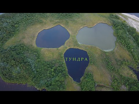 В Тундру по тундре