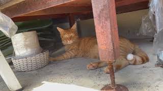 【茶トラ】暑いのに外でまったりしてるｗ【猫】