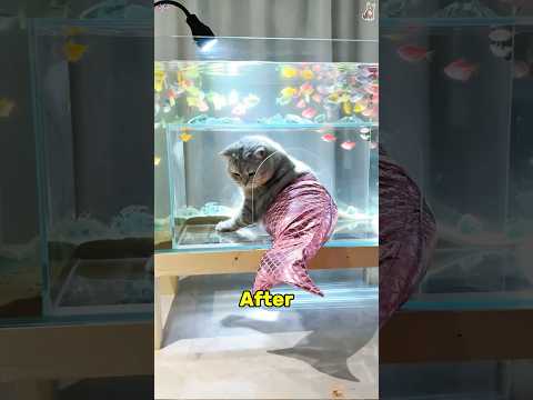 Cat lives in fish tank #youtube #animallife #animals #youtubeshorts