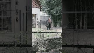 上野ナウだけどバイソン怖m