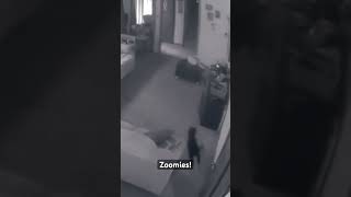 Puppy possession