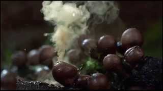 Harry Gregson-Williams - Smiles |Extended Version|