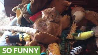 Cat looks like E.T. in Great Dane&#39;s toy box bed