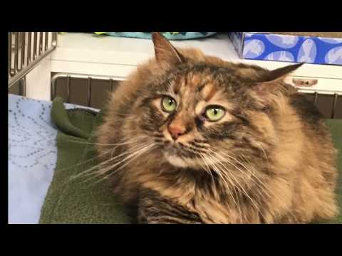 Bobbie, an adoptable Torbie in Arlington Heights, IL_image-1