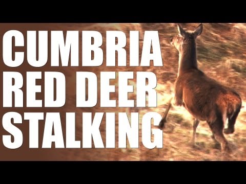 Red deer stalking in Cumbria Red deer stalking in Cumbria