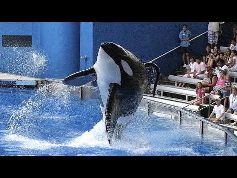 US theme park Sea World stops breeding killer whales