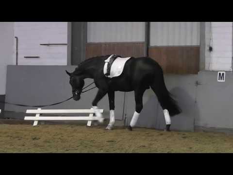 Weidenhof-Verkaufspferd: "Fürst Lou" 2j. Rapphengst von Fürsten-Look