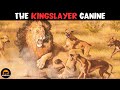 Rhodesian Ridgeback - The Dog That Hunts Lions