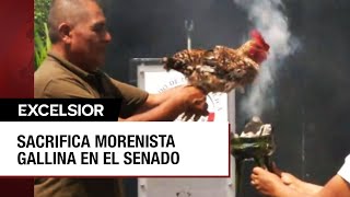 Senador morenista invoca a Tláloc con sacrificio de gallina