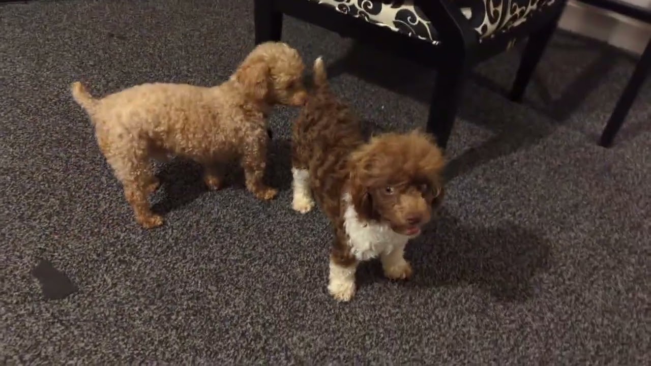 Enlarge Dill, a ADOPTABLE Miniature Poodle in Kansas City, MO video 5/5