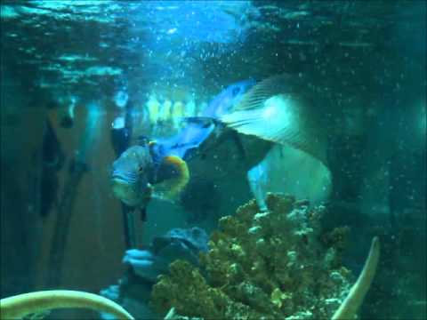 Large Arowana Tropical Fish Eats Mouse! (WITH Slow Motion)