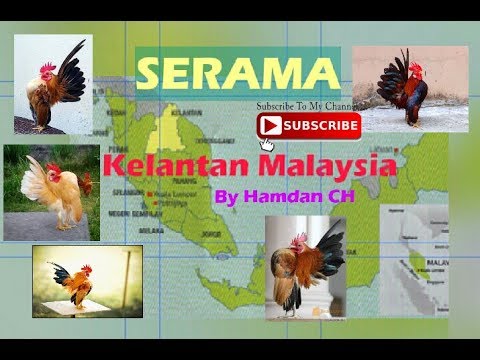 , title : 'Serama: Beautiful Kelantan Malaysia chicken'
