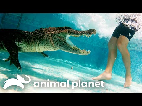 Deadly Gator in the Pool! | Gator Boys | Animal Planet