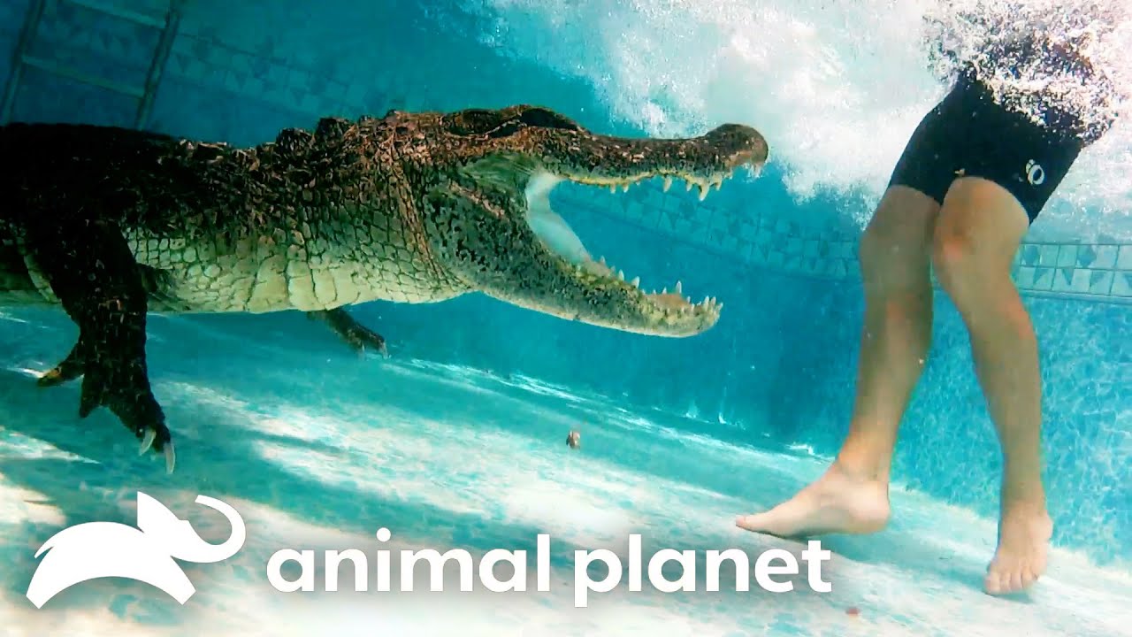 Deadly Gator in the Pool! | Gator Boys | Animal Planet
