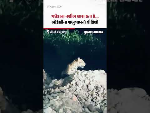 ગધેડાને અંદાજ પણ નહોતો કે પાછળ કાળ સંતાયો છે... બોડેલીના જબુગામનો વીડિયો વાઇરલ ગધેડાને અંદાજ પણ નહોતો કે પાછળ કાળ સંતાયો છે... બોડેલીના જબુગામનો વીડિયો વાઇરલ
