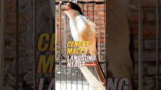 Download lagu SUARA CENDET GACOR PANCINGAN CENDET MACET  BUNYI #cendetgacor #pentetgacor #masterancendet mp3