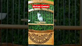 Download lagu Rusian Canary Gacor #shorts  #shortsvideo #fyp mp3