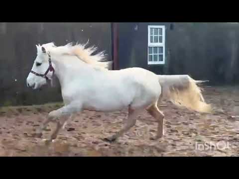 TWO FLASHY 13.2 PONIES - Image 2