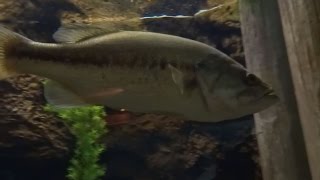preview picture of video 'Cabelas Aquarium in Rogers, MN'