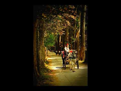 Nedžad Imamović   Na put se spremam, put mi je dalek