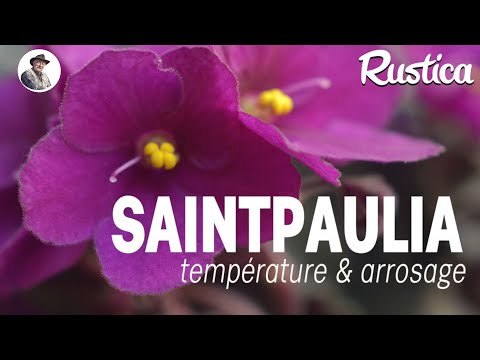 Cape Violet or Saintpaulia